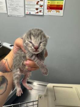 Timid Tom -  Domestic Short Hair Cat for Adoption in Bloomington, Indiana - Timid Tom | PetCurious