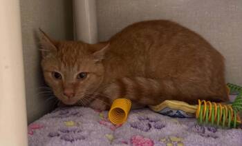 Rusty -  Domestic Short Hair Cat for Adoption in Marion, Ohio - Rusty | PetCurious