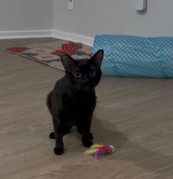 Hiro -  Domestic Short Hair Cat for Adoption in San Diego, California - Hiro | PetCurious
