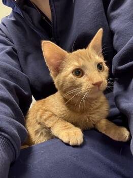 Rescue Domestic Short Hair Cats for Adoption in Fishers, Indiana - Captain Jack | PetCurious