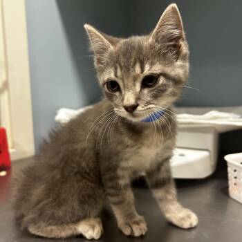 Orion -  Domestic Short Hair Cat for Adoption in Chattanooga, Tennessee - Orion | PetCurious