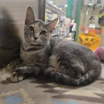 Rescue Domestic Short Hair Cats for Adoption in Warr Acres, Oklahoma - Gracie | PetCurious