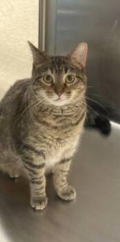 Nutmeg -  Domestic Short Hair Cat for Adoption in Hammond, Indiana - Nutmeg | PetCurious