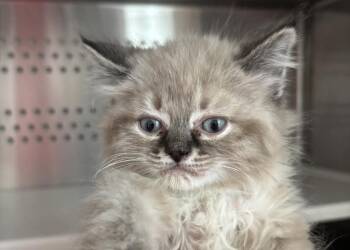 Siamese Cats Available for Adoption in Powell, Ohio - Tuxedo Sam | PetCurious