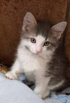 Domestic Short Hair Cats Available for Adoption in Tomah, Wisconsin - Hunter | PetCurious