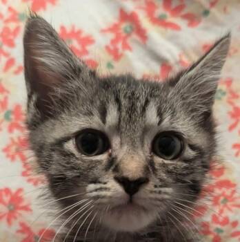Muff -  Domestic Medium Hair Cat for Adoption in Cleveland, Tennessee - Muff | PetCurious