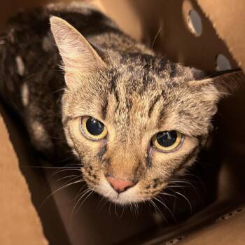 Bonnie 2 -  Domestic Short Hair Cat for Adoption in Tampa, Florida - Bonnie 2 | PetCurious