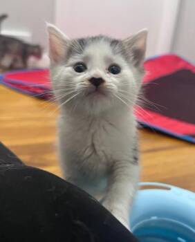 Saffron -  Domestic Short Hair Cat for Adoption in Elmira, New York - Saffron | PetCurious