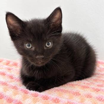 Electric Avenue 29 -  Domestic Short Hair Cat for Adoption in Austin, Texas - Electric Avenue 29 | PetCurious