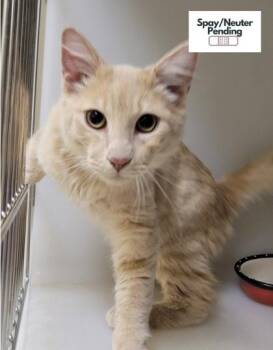 Potato -  Domestic Short Hair Cat for Adoption in Kalispell, Montana - Potato | PetCurious