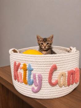 Rocky -  Tabby Cat for Adoption in San Antonio, Texas - Rocky | PetCurious