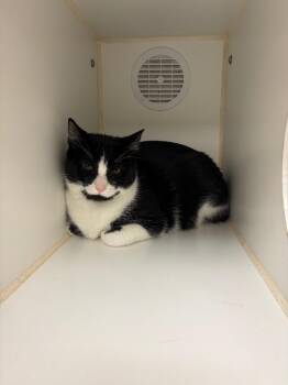 Domestic Short Hair Cats Available for Adoption - Phoebe/Banjo (Highland) | PetCurious
