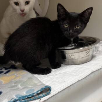 Cocoa -  Domestic Short Hair Cat for Adoption in Jacksboro, Tennessee - Cocoa | PetCurious