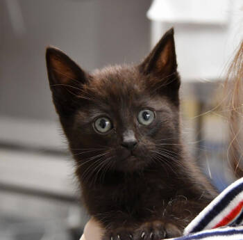 Rescue Domestic Short Hair Cats for Adoption in Dallas, Texas - Nebula | PetCurious