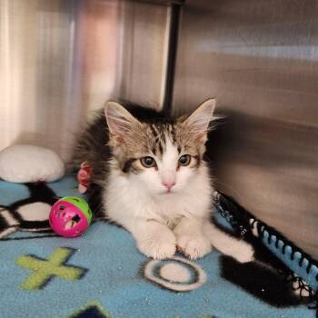 Domestic Long Hair Cats Available for Adoption in Liberty, Missouri - Coco | PetCurious