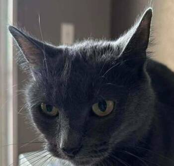 Domestic Short Hair Cats Available for Adoption - Fiona | PetCurious