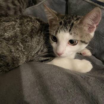 0964-C26 -  Domestic Short Hair Cat for Adoption in Port Charlotte, Florida - 0964-C26 | PetCurious