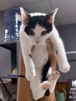 CAT - Olivia -  Domestic Short Hair Cat for Adoption in Gilberts, Illinois - CAT - Olivia | PetCurious