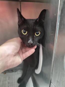 Colby -  Domestic Short Hair Cat for Adoption in Largo, Florida - Colby | PetCurious