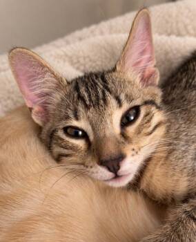 Charles -  Tabby Cat for Adoption in Redlands, California - Charles | PetCurious