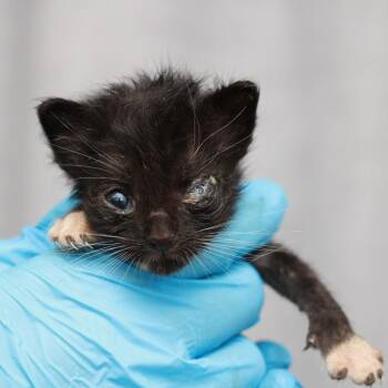 Icarus -  Domestic Short Hair Cat for Adoption in Hattiesburg, Mississippi - Icarus | PetCurious