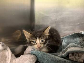FOX IN SOCKS -  Domestic Short Hair Cat for Adoption in Grand Prairie, Texas - FOX IN SOCKS | PetCurious