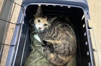 Caly -  Domestic Short Hair Cat for Adoption in New York, New York - Caly | PetCurious
