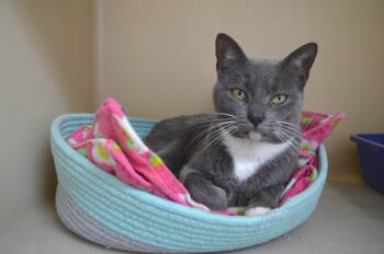 Domestic Short Hair Cats Available for Adoption in Westbrook, Connecticut - Cricket | PetCurious