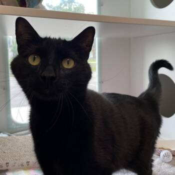 Domestic Short Hair Cats Available for Adoption in Downers Grove, Illinois - Midnight | PetCurious