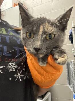 PIM -  Domestic Short Hair Cat for Adoption in Indianapolis, Indiana - PIM | PetCurious