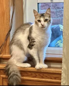 Lorelei -  Domestic Long Hair Cat for Adoption - Lorelei | PetCurious