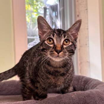 Rescue Domestic Short Hair Cats for Adoption in Mt. Juliet, Tennessee - Prissy | PetCurious