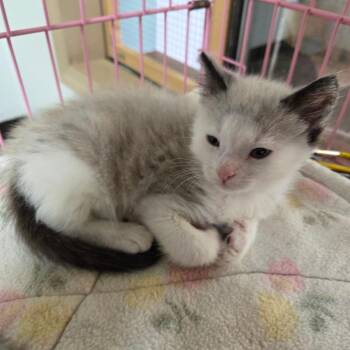 Possum -  Siamese Cat for Adoption in Priest River, Idaho - Possum | PetCurious
