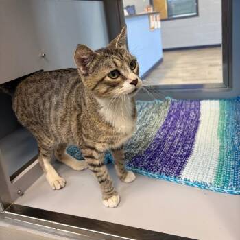 Zena -  Domestic Short Hair Cat for Adoption in Nevada, Missouri - Zena | PetCurious