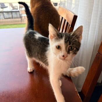 Peanut -  Domestic Short Hair Cat for Adoption - Peanut | PetCurious