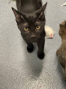 Mr. Meowington Tag 965 -  Domestic Short Hair Cat for Adoption in Central Islip, New York - Mr. Meowington Tag 965 | PetCurious