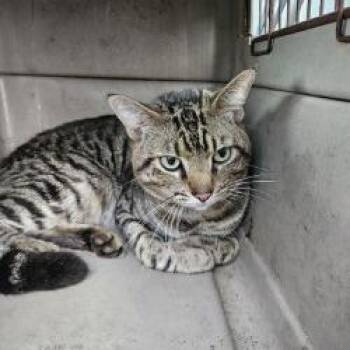 Domestic Medium Hair Cats Available for Adoption - Buster | PetCurious