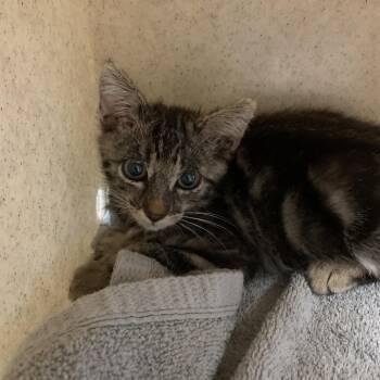 Ringo -  Domestic Short Hair Cat for Adoption in Pasadena, California - Ringo | PetCurious