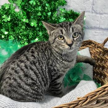 Domestic Short Hair Cats Available for Adoption - Levi | PetCurious