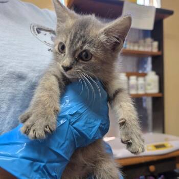 Lola -  Domestic Short Hair Cat for Adoption in Corinth, Mississippi - Lola | PetCurious