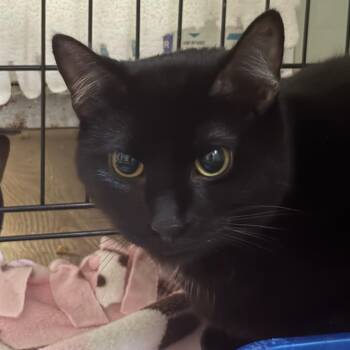 Dakota -  Domestic Short Hair Cat for Adoption in Cumming, Georgia - Dakota | PetCurious