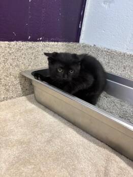 Rocko -  Domestic Short Hair Cat for Adoption in Schenectady, New York - Rocko | PetCurious