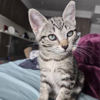 Rescue Domestic Short Hair Cats for Adoption in Los Angeles, California - Melody | PetCurious