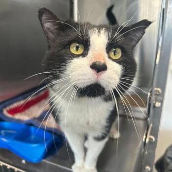 Domestic Short Hair Cats Available for Adoption in Davenport, Iowa - McPickle | PetCurious