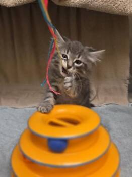 Eagle -  Domestic Medium Hair and Domestic Short Hair Cat for Adoption in Westland, Michigan - Eagle | PetCurious
