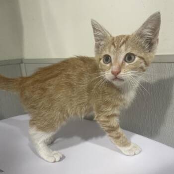 Domestic Short Hair Cats Available for Adoption in Tampa, Florida - Timmy | PetCurious