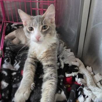 Alphonse -  Domestic Short Hair Cat for Adoption in Downers Grove, Illinois - Alphonse | PetCurious