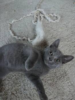 Nuget -  Domestic Short Hair Cat for Adoption in Terrebonne, Quebec - Nuget | PetCurious