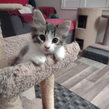 Domestic Short Hair Cats Available for Adoption in Hemet, California - Gidget | PetCurious