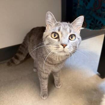 Domestic Short Hair Cats Available for Adoption in Cody, Wyoming - Mouse | PetCurious